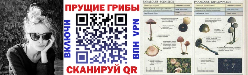 наркошоп  Кириши  Псилоцибиновые грибы GOLDEN TEACHER 